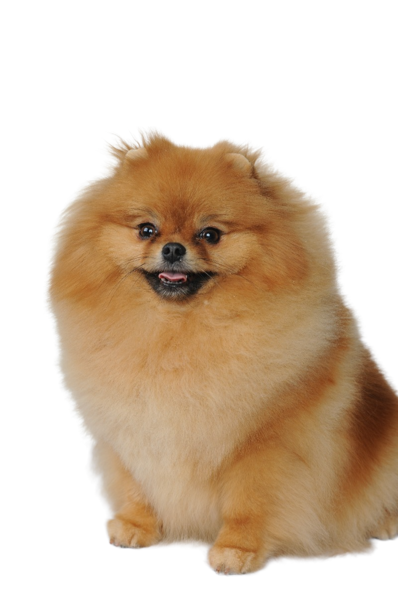 Грумінг померанця: догляд за розкішною шерстю